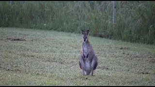 Red necked Wallaby without Joey | Australian animals
