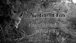 Allotment Fox, the story of vulpes vulpes, people and other wildlife - remastered and new narrative.