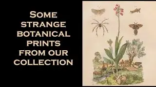 Strange Vintage Floral Prints