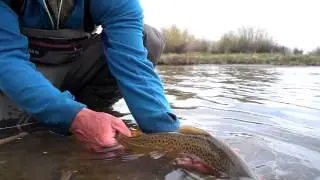 Montana Fly Fishing with Fishtales Outfitting Beaverhead River.