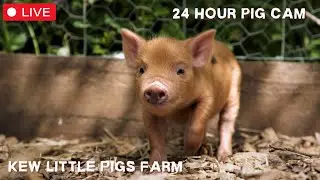 Micro-Pigs 24/7 - Adorable miniature pig petting farm