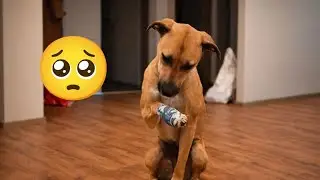 Funniest animal video 😂 