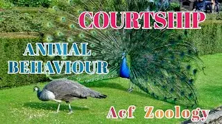 CourtShip | Animal Behaviour  | Bsc zoology | UPSC ZOOLOGY | Rpsc Zoology | BIOLOGYBLOG