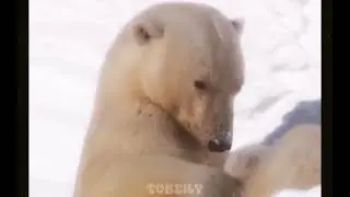 Super simple edit of my favorite animal ❤️ #capcut #edit #yt #ytshorts #animals #polarbear #cute 