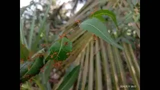 Asian Weaver Ant