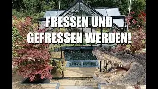 Koiteichblog [135] ★ Koiteich im Glashaus