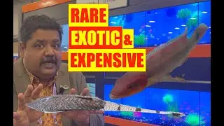 Rare & Exotic Aquarium Fish | Super Zoo | Mayur Dev Aquascaper  4K