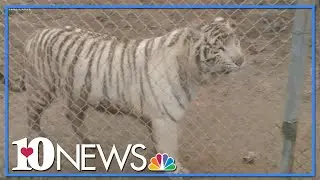 Worker at Tiger Haven sanctuary bitten by big cat