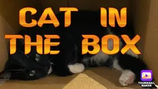 #tuxedo #cat #relaxcat  MY CAT SIGNATURE POSE WAGGING TAIL RELAX INDOOR CAT
