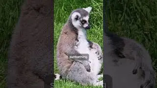 The Truth about King Julien  #animals #foryou #wildlife #facts