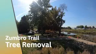 Bad tree removed for public safety!