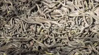 Living Carpet of Snakes!