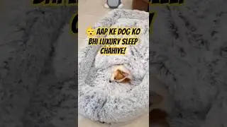 Giant Dog Bed for Big Dogs | Amazing Comfort for Pets 😍