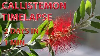 Callistemon Timelapse 2 days in 1 minutes
