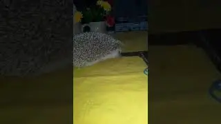 Mi erizo caminando por la mesa