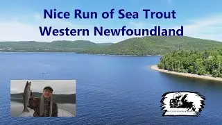 Nice Run of Sea Trout, Western Newfoundland