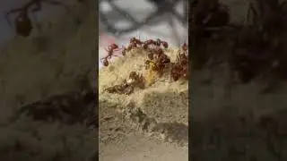 Isaiahs ant farm! Harvester ants #Ant #antcolony #fyp #foryou