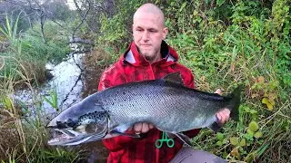 Oliveri lõhe 5,6 kg  Salmon #lõhe #salmon #salmonfishing #lašiša #lasis #lax #laks #troutfishing #釣魚