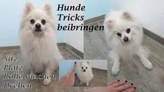 Zwergspitz Monti lernt Befehle // So einfach machen die Hunde SITZ, PLATZ und weitere Tricks