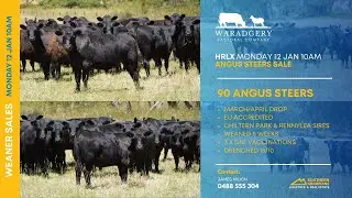 Waradgery Pastoral 90 Angus Steers-Hamilton Weaner Sales-Angus Steers Sale-HRLX 10 am Mon12Jan2026
