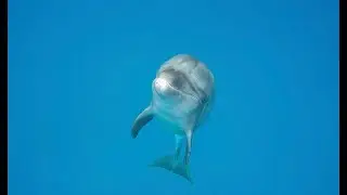 A Playful Bottlenose and Bubbles