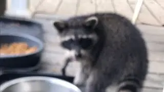 Young Raccoon no longer Nocturnal? Vandalism 