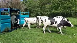 Jongvee in Rimburg 2022