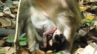Lonely Duchess, Monkey Rose Meet and rest with Vila