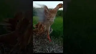 #birds #teetarawaz #kalateetarsindhi #parrot #love #birdspecies #teetr #shortvideo #bird #funny