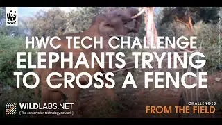 Elephant trying to cross a fence - Gudalur, Niligiris district, Tamil Nadu