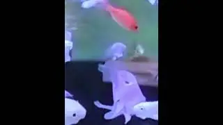 Beautiful White Koi Fish Tank  #fish #aquariumfish #bettafishtanksetup #freshwaterfish #battelfish