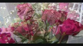Michelles Garden.wmv