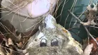 Adopt a Rock