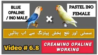 Blue opaline split ino male into pastelino female pairing and result | Creamino opaline working