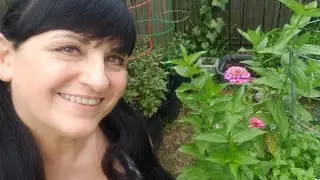 End of June Garden Tour! #Greenstalk #cucumbers #pests