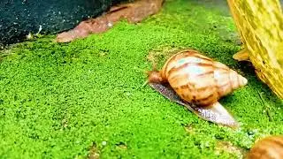 The Slow-Motion Start: Unveiling the Dawn Habits of the Brown Snail