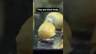 Mystery Snail Colors | Colorful Aquarium Snail
