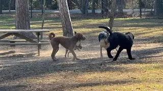 Nugget day at the dog park ￼