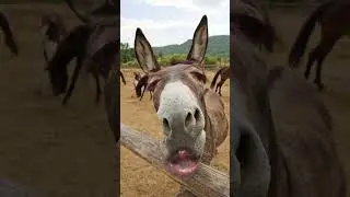 donkey comedy aaloo faloo hfxShj#funnycomedy #foryou