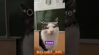 Бедный денис😂 #рекомендации #shorts #пжактив #мем #мемы #meme #memes #cat #cats #кот #котики #рек