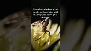 Spiders... From the sky!!
