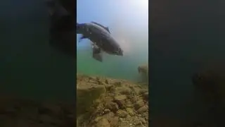 Brave sunfish (pumpkinseed) is protecting his nest and attacking large carps