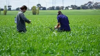 Integrated Pest Management (IPM) demonstration sites for the control of redlegged earth mite (RLEM)