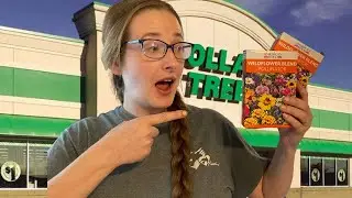 DOLLAR TREE Pollinator Garden #diy #pollinator #wildflowers