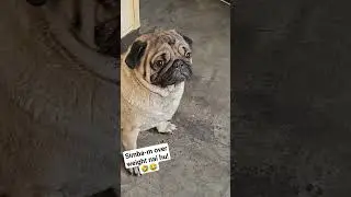 kya simba over weight hai!!😳😱😆😝🤣😂🤭😆😝#funny#shorts#viral#2023#dog#pug#youtubeshorts#