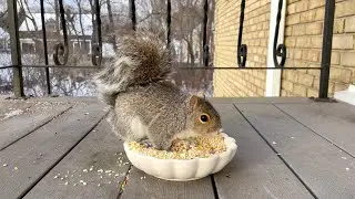 Squirrel Eats Cracked Corn (Ends Up on the Bowl)