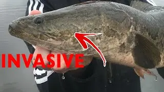 Releasing a VICIOUS and INVASIVE Fish! (#Shorts)