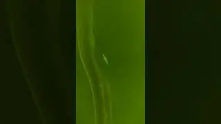 Giant catfish vs small fish 🤐 #catfish #fishing #underwater