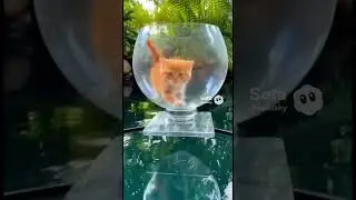 Кот бежит в миске с водой 💧
