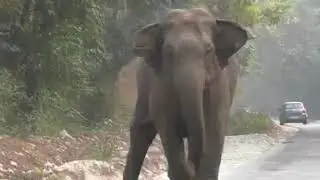 Funny accident real ancient animal hunting %